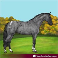 Horse Color:Blue Roan Tobiano 