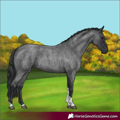 Horse Color:Blue Roan Tobiano 
