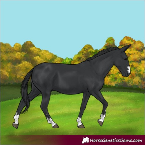 Horse Color:Unknown 