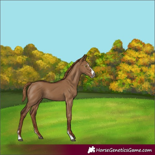 Horse Color:Gray Red Dun Sabino Rabicano 
