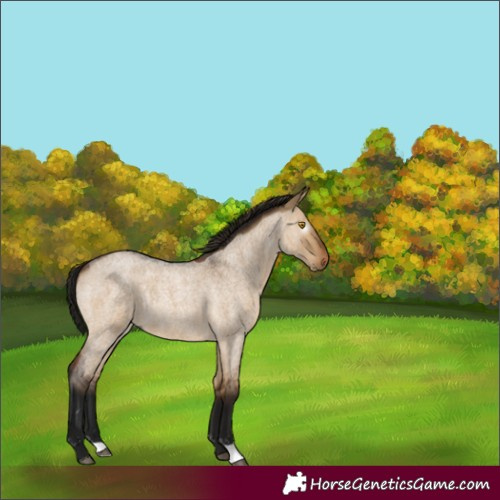 Horse Color:Gray Bay Roan Dun Rabicano 