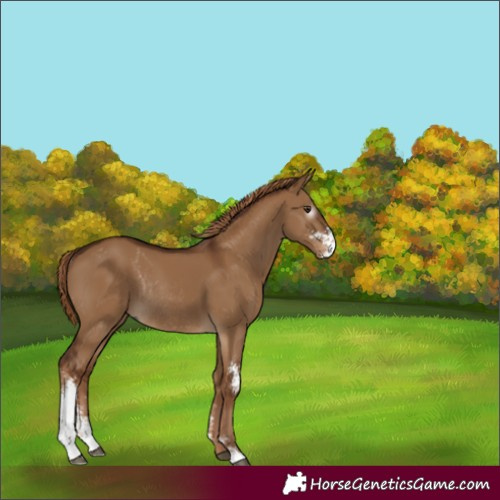 Horse Color:Gray Red Dun Sabino Rabicano 