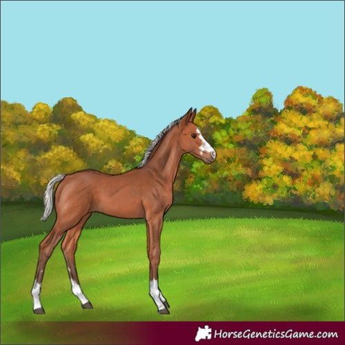 Horse Color:Silver Bay 