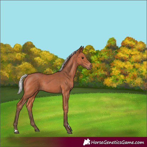 Horse Color:Silver Bay Rabicano 