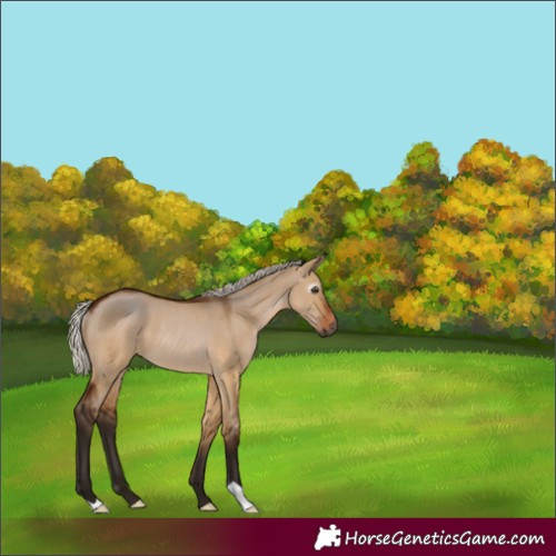 Horse Color:Gray Silver Bay Dun Rabicano 