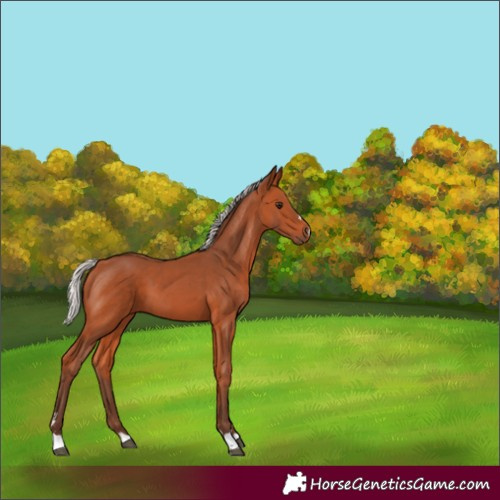 Horse Color:Silver Bay 