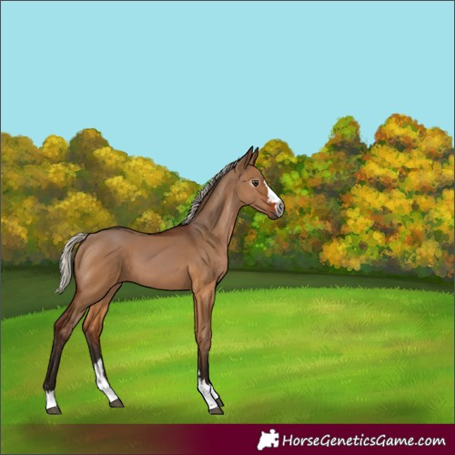 Horse Color:Gray Silver Bay Dun 