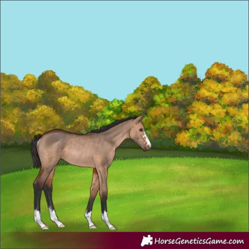 Horse Color:Bay Dun Rabicano 