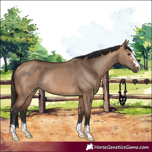 Horse Color:Bay Dun Rabicano 