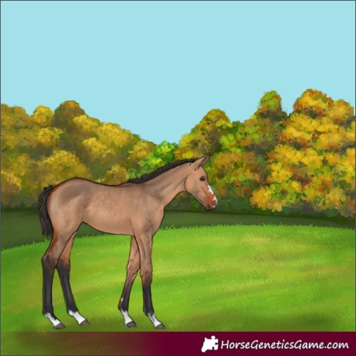 Horse Color:Bay Dun 