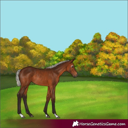 Horse Color:Gray Silver Bay Rabicano 