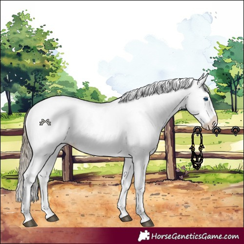 Horse Color:White Spotted Liver Chestnut Splash 