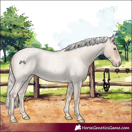 Horse Color:Cremello Roan 