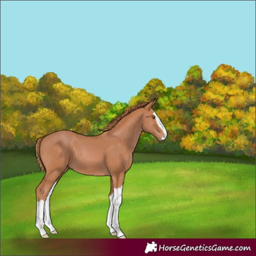 Horse Color:Chestnut Splash 