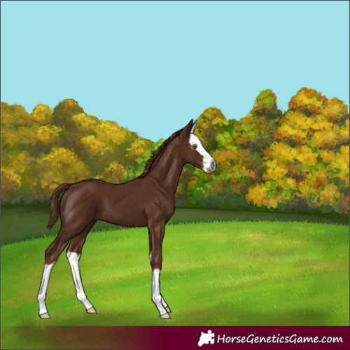 Horse Color:Gray Chestnut Splash 