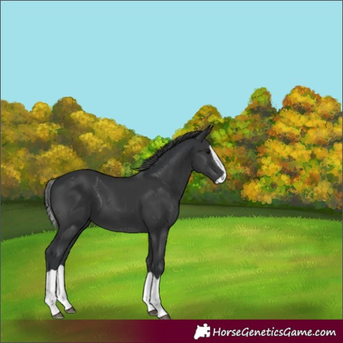 Horse Color:Black Splash 