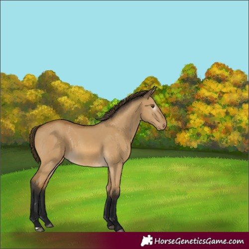 Horse Color:Gray Buckskin Dun Varnish 