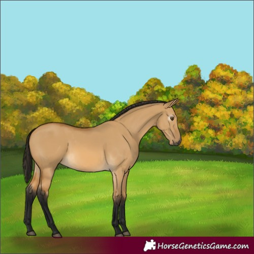 Horse Color:Gray Buckskin Dun 