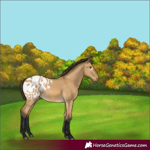 Horse Color:Gray Buckskin Dun Appaloosa 