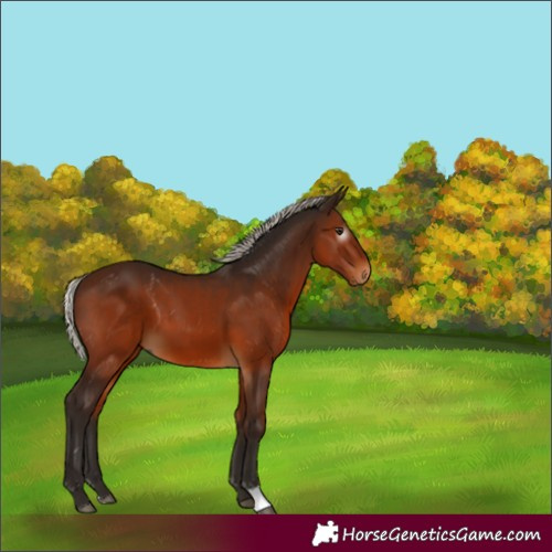 Horse Color:Gray Silver Bay 