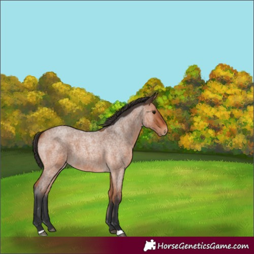 Horse Color:Bay Roan 