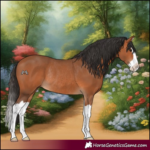 Horse Color:Bay Splash Rabicano 