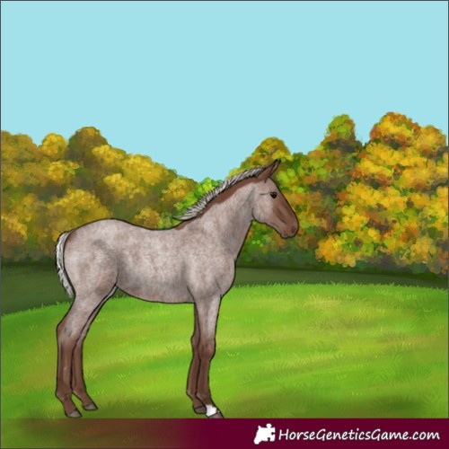 Horse Color:Silver Blue Roan 