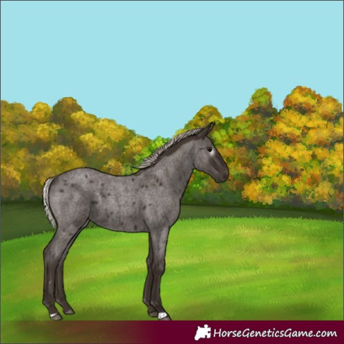 Horse Color:Gray Silver Blue Roan 