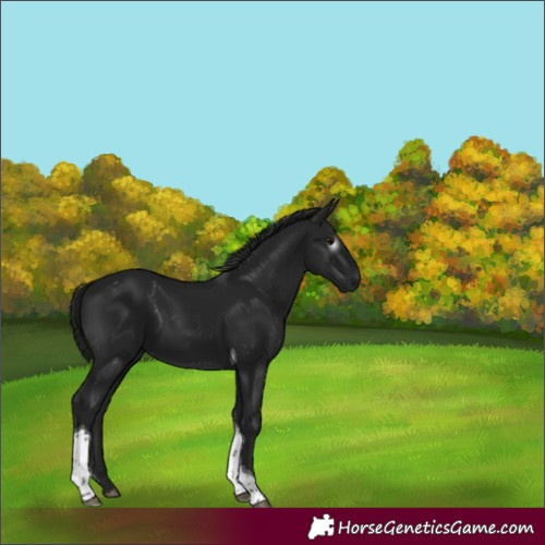 Horse Color:Gray Black Tobiano 