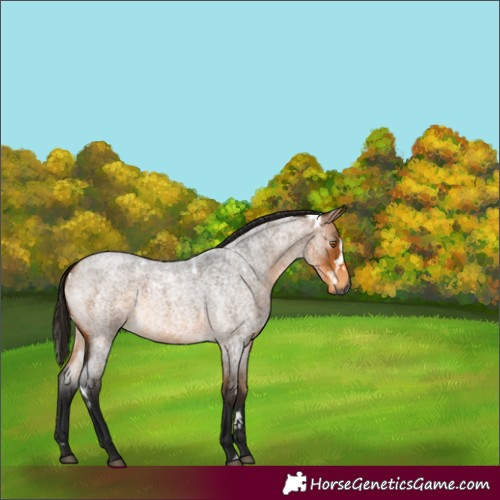 Horse Color:Gray White Spotted Buckskin Roan 