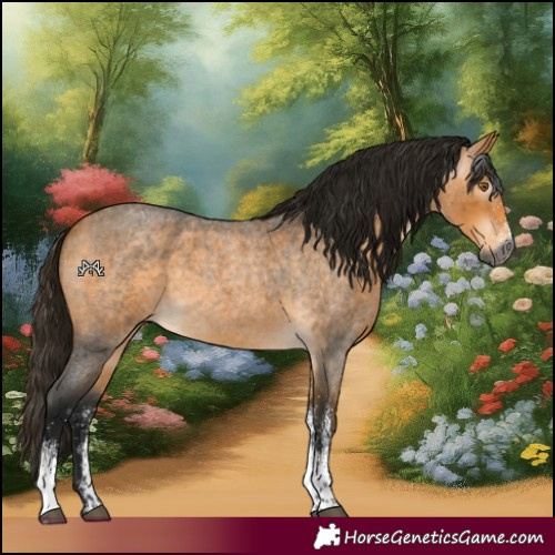 Horse Color:Gray White Spotted Buckskin Roan 