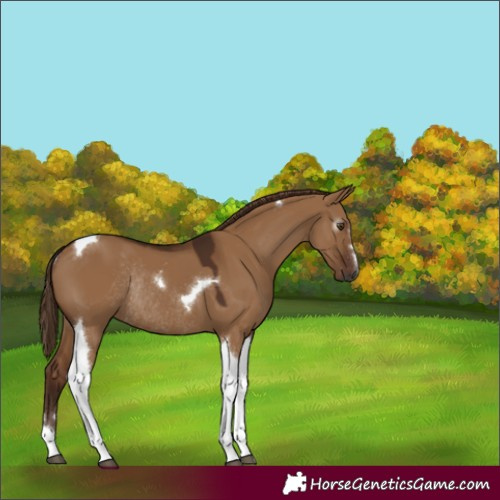 Horse Color:Gray Red Dun Tobiano Rabicano 