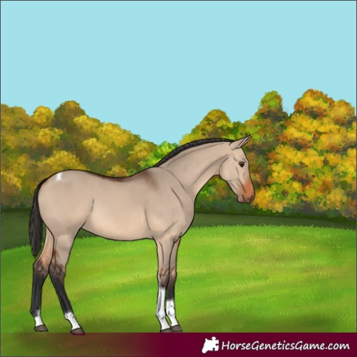 Horse Color:Bay Dun Tobiano Rabicano 