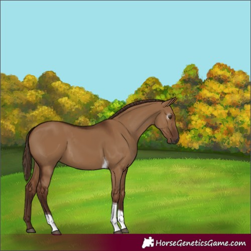 Horse Color:Gray Red Dun Tobiano Rabicano 