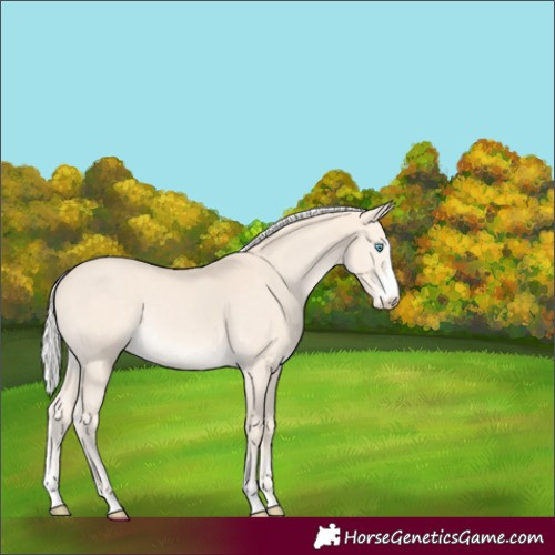 Horse Color:Silver Perlino Sabino 