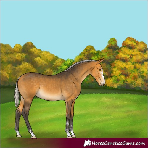 Horse Color:Silver Buckskin 