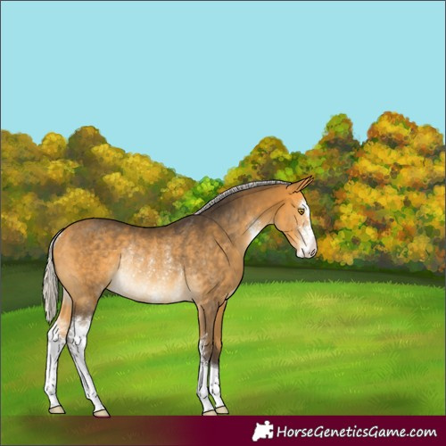 Horse Color:Silver Buckskin Sabino Rabicano 