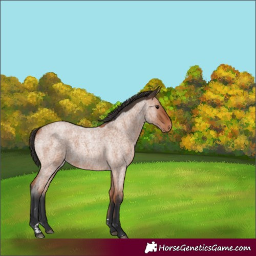 Horse Color:Bay Roan 