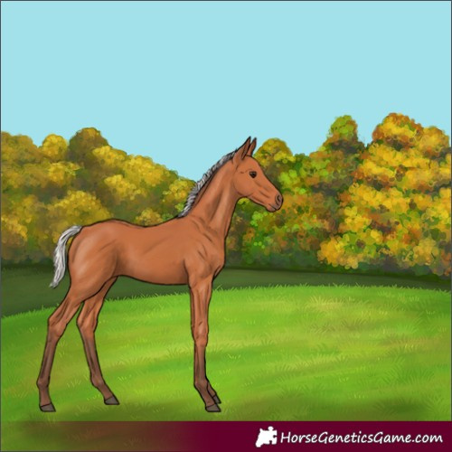Horse Color:Silver Bay 