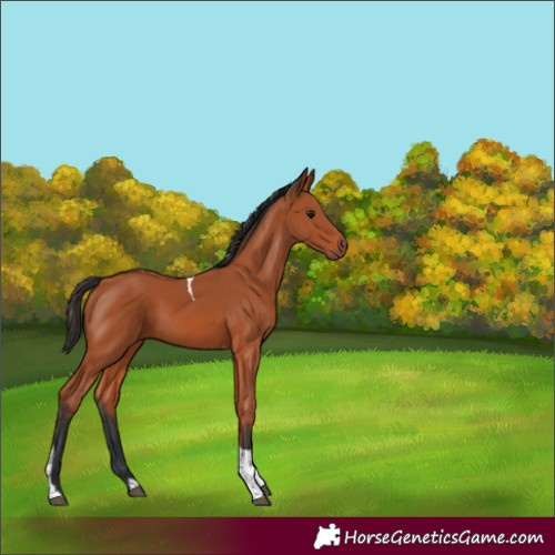 Horse Color:Bay Tobiano 
