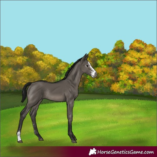 Horse Color:Gray Grullo Sabino Rabicano 
