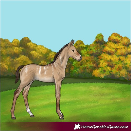 Horse Color:Powder White Gray Red Dun Rabicano 