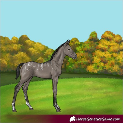Horse Color:Powder White Gray Grullo Rabicano 