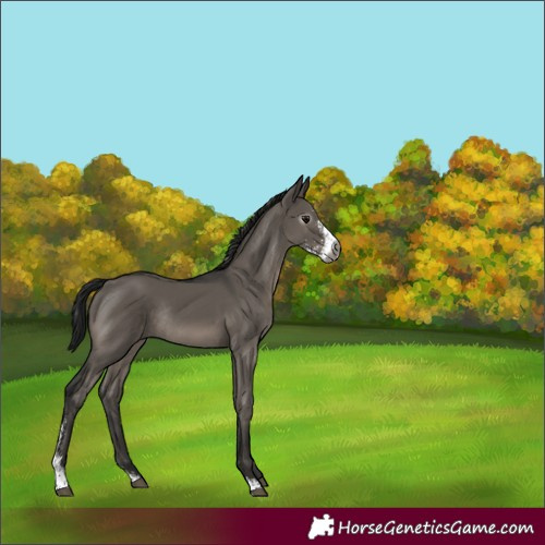 Horse Color:Gray Grullo Sabino Rabicano 