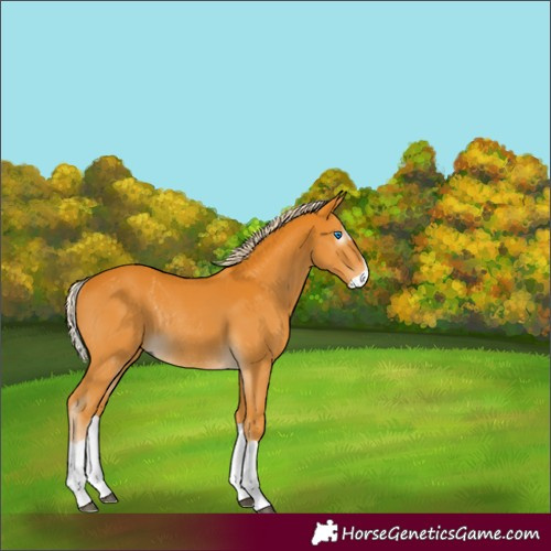 Horse Color:Gray Palomino Splash Rabicano 