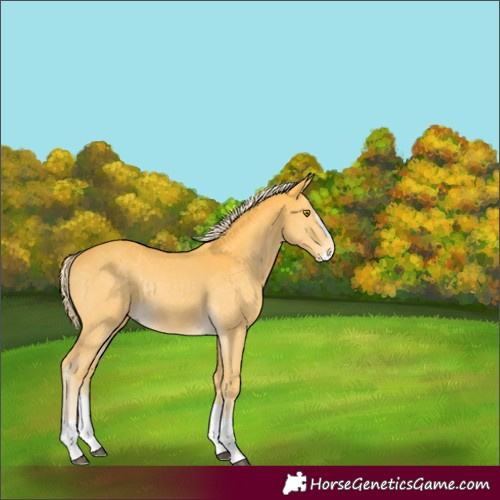Horse Color:Palomino Splash Rabicano 