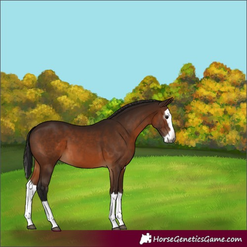 Horse Color:Gray Bay Splash 