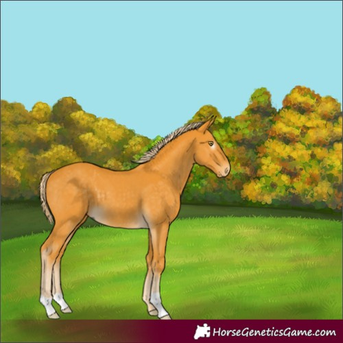 Horse Color:Gray Palomino 