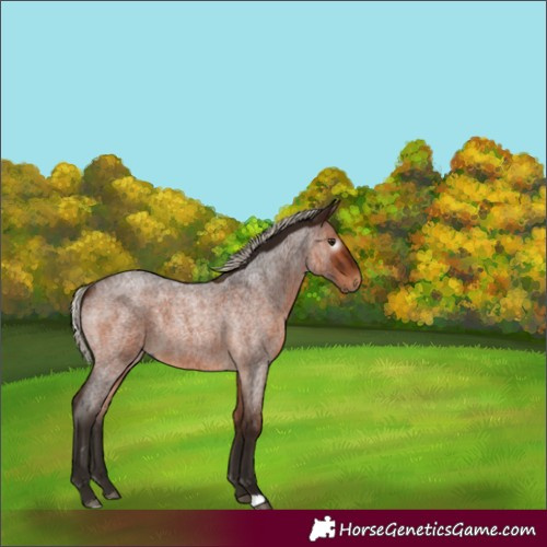 Horse Color:Gray Silver Bay Roan 