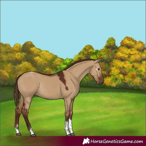 Horse Color:Gray Red Dun Tobiano Rabicano 